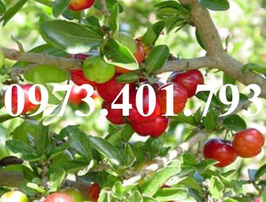CÂY GIỐNG TÁO ĐỎ